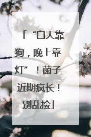 “白天靠狗，晚上靠灯”！菌子近期疯长！别乱捡