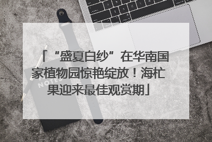 “盛夏白纱”在华南国家植物园惊艳绽放！海杧果迎来最佳观赏期