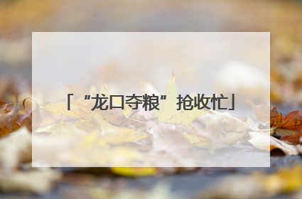 “龙口夺粮”抢收忙
