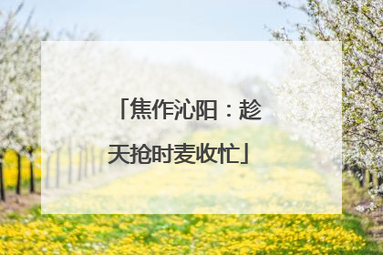 焦作沁阳：趁天抢时麦收忙