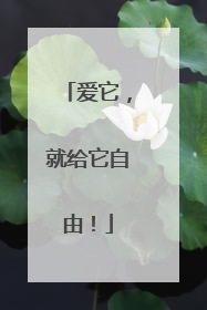 爱它，就给它自由！