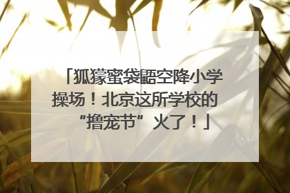 狐獴蜜袋鼯空降小学操场！北京这所学校的“撸宠节”火了！