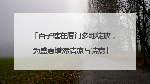 百子莲在厦门多地绽放，为盛夏增添清凉与诗意