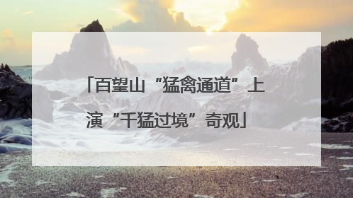 百望山“猛禽通道”上演“千猛过境”奇观