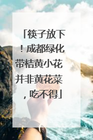 筷子放下！成都绿化带桔黄小花并非黄花菜，吃不得
