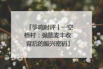 筝鸣时评丨一空桥村：强筋麦丰收背后的振兴密码