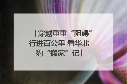 穿越重重“阻碍”行进百公里 看华北豹“搬家”记