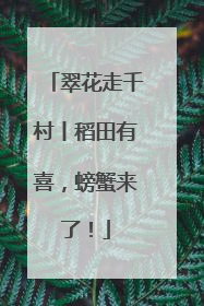 翠花走千村丨稻田有喜，螃蟹来了！