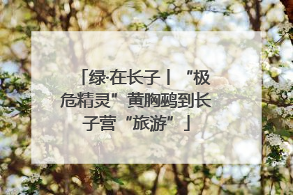 绿·在长子丨“极危精灵”黄胸鹀到长子营“旅游”