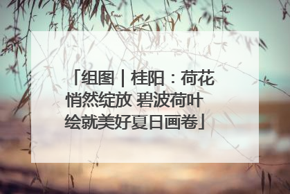 组图｜桂阳：荷花悄然绽放 碧波荷叶绘就美好夏日画卷