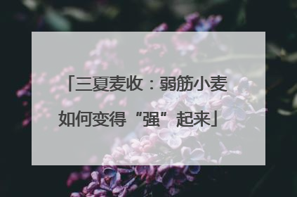 三夏麦收：弱筋小麦如何变得“强”起来