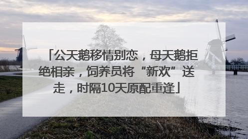 公天鹅移情别恋，母天鹅拒绝相亲，饲养员将“新欢”送走，时隔10天原配重逢