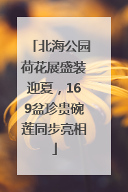 北海公园荷花展盛装迎夏，169盆珍贵碗莲同步亮相
