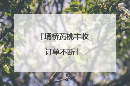 埇桥黄桃丰收 订单不断