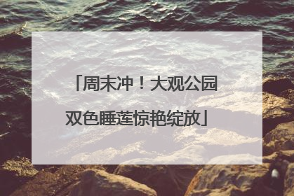 周末冲！大观公园双色睡莲惊艳绽放