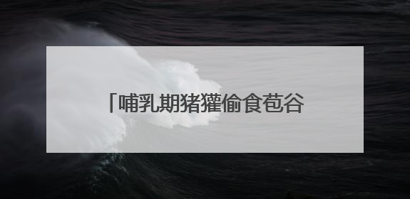 哺乳期猪獾偷食苞谷被发现，逃跑途中累瘫在地！就地放生让其回家“奶孩子”