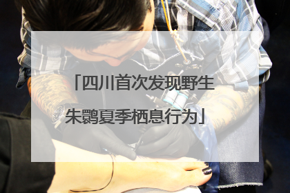 四川首次发现野生朱鹮夏季栖息行为