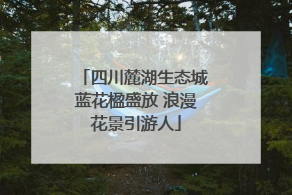 四川麓湖生态城蓝花楹盛放 浪漫花景引游人
