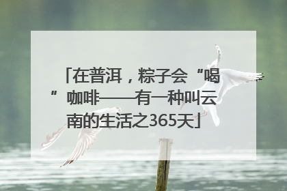 在普洱，粽子会“喝”咖啡——有一种叫云南的生活之365天