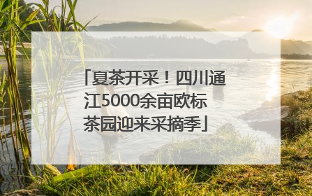 夏茶开采！四川通江5000余亩欧标茶园迎来采摘季