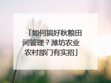 如何搞好秋粮田间管理？潍坊农业农村部门有实招