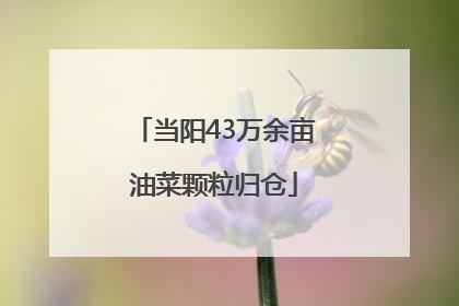 当阳43万余亩油菜颗粒归仓