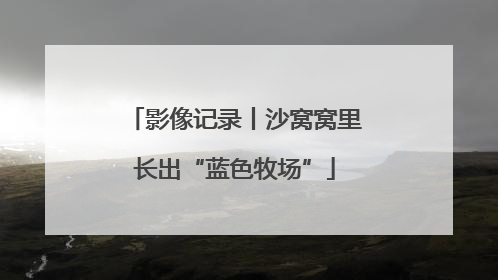影像记录丨沙窝窝里长出“蓝色牧场”