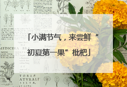 小满节气，来尝鲜“初夏第一果”枇杷