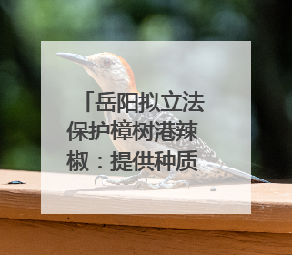 岳阳拟立法保护樟树港辣椒：提供种质资源需审批，违规最高罚5万