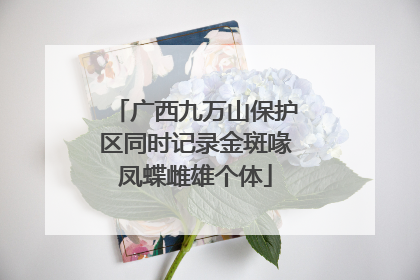 广西九万山保护区同时记录金斑喙凤蝶雌雄个体