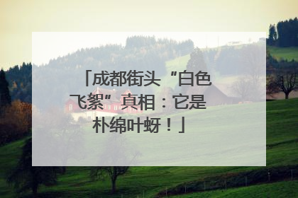 成都街头“白色飞絮”真相：它是朴绵叶蚜！