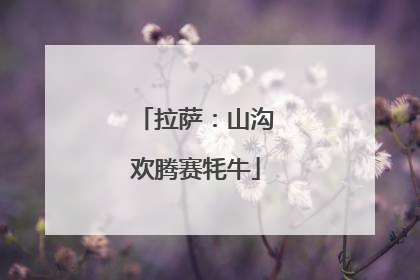拉萨：山沟欢腾赛牦牛