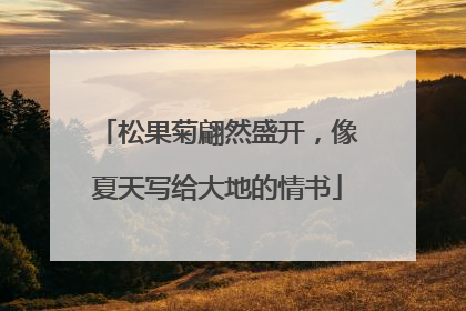 松果菊翩然盛开，像夏天写给大地的情书