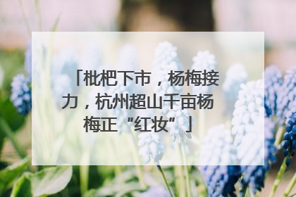枇杷下市，杨梅接力，杭州超山千亩杨梅正“红妆”