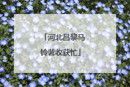 河北昌黎马铃薯收获忙
