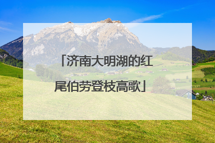 济南大明湖的红尾伯劳登枝高歌