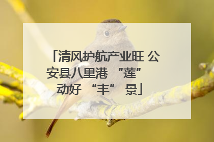 清风护航产业旺 公安县八里港 “莲” 动好 “丰” 景