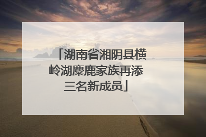 湖南省湘阴县横岭湖麋鹿家族再添三名新成员