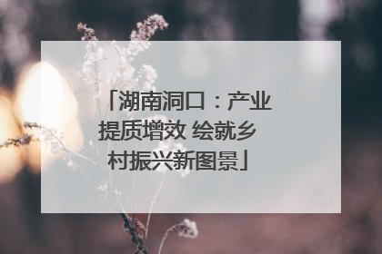 湖南洞口：产业提质增效 绘就乡村振兴新图景