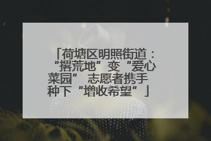 荷塘区明照街道：“撂荒地”变“爱心菜园” 志愿者携手种下“增收希望”
