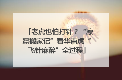 老虎也怕打针？“凛凛搬家记”看华南虎“飞针麻醉”全过程