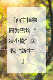 西宁植物园为雪豹“凌小蛰”庆祝“新生”