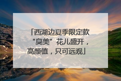 西湖边夏季限定款“臭美”花儿盛开，高颜值，只可远观
