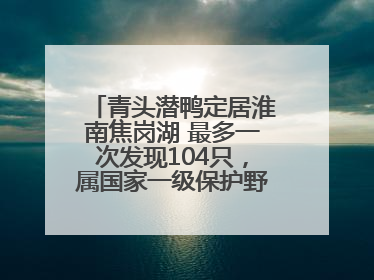 青头潜鸭定居淮南焦岗湖 最多一次发现104只，属国家一级保护野生动物