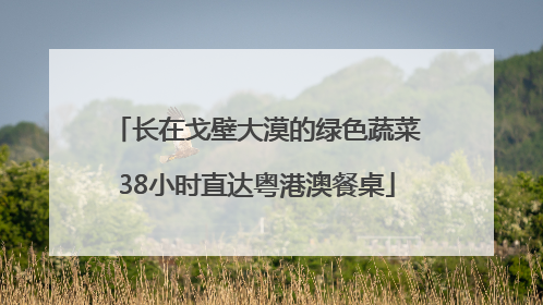 长在戈壁大漠的绿色蔬菜38小时直达粤港澳餐桌