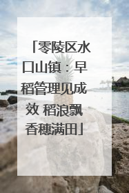 零陵区水口山镇：早稻管理见成效 稻浪飘香穗满田