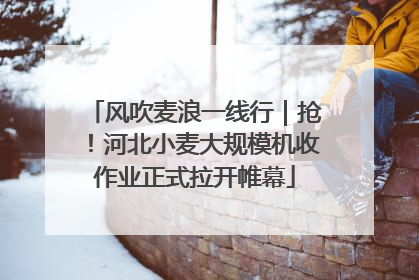 风吹麦浪一线行｜抢！河北小麦大规模机收作业正式拉开帷幕