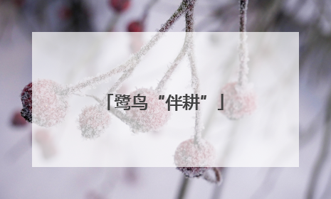 鹭鸟“伴耕”